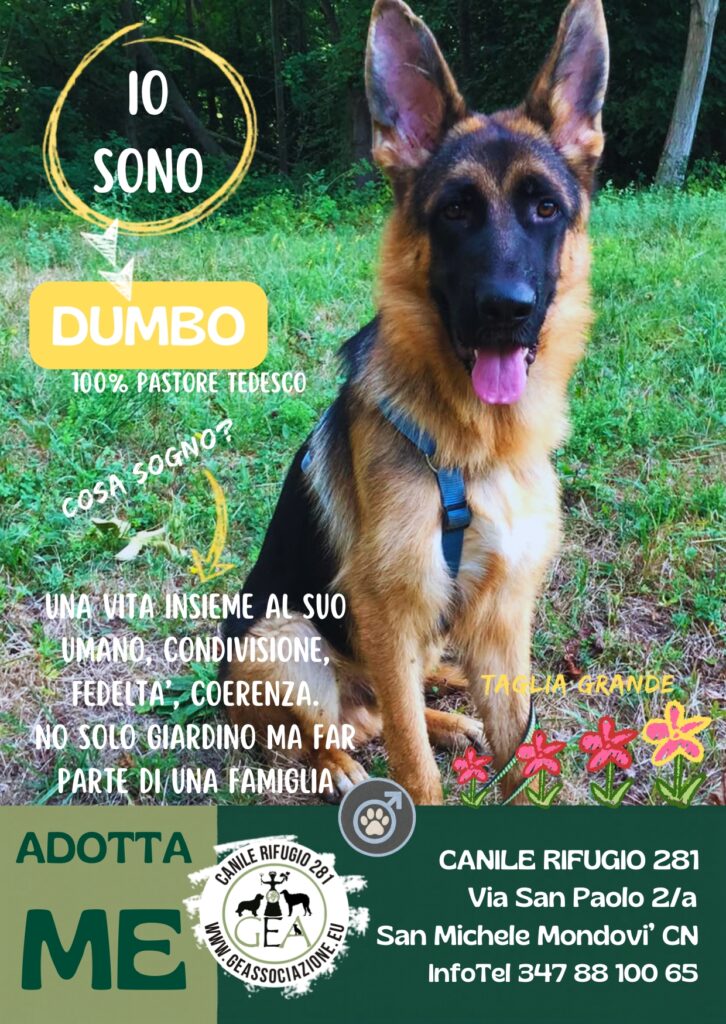 DUMBO