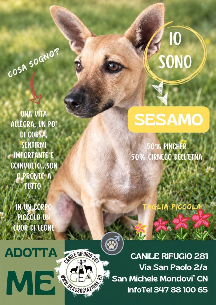 SESAMO